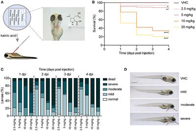 Pericardial Injection of Kainic Acid Induces a Chronic Epileptic State in Larval Zebrafish